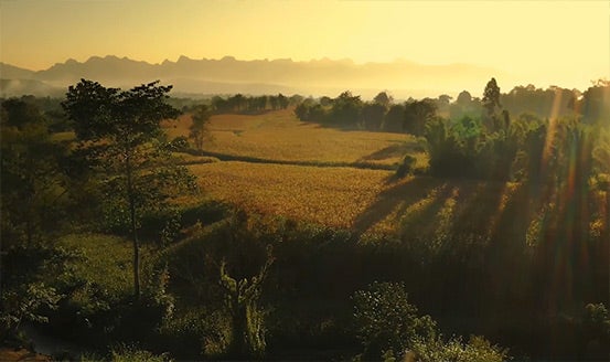 the sun shines brightly over a field of crops