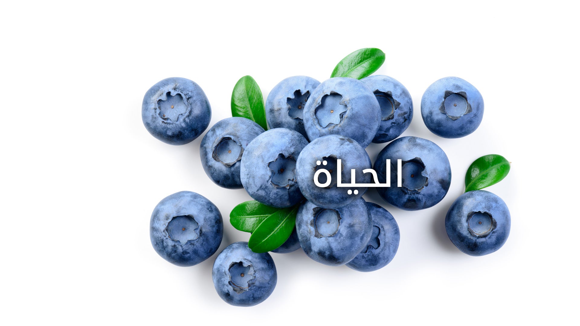 توت أزرق مع أوراق خضراء وكلمة "حياة" مكتوبة عليها